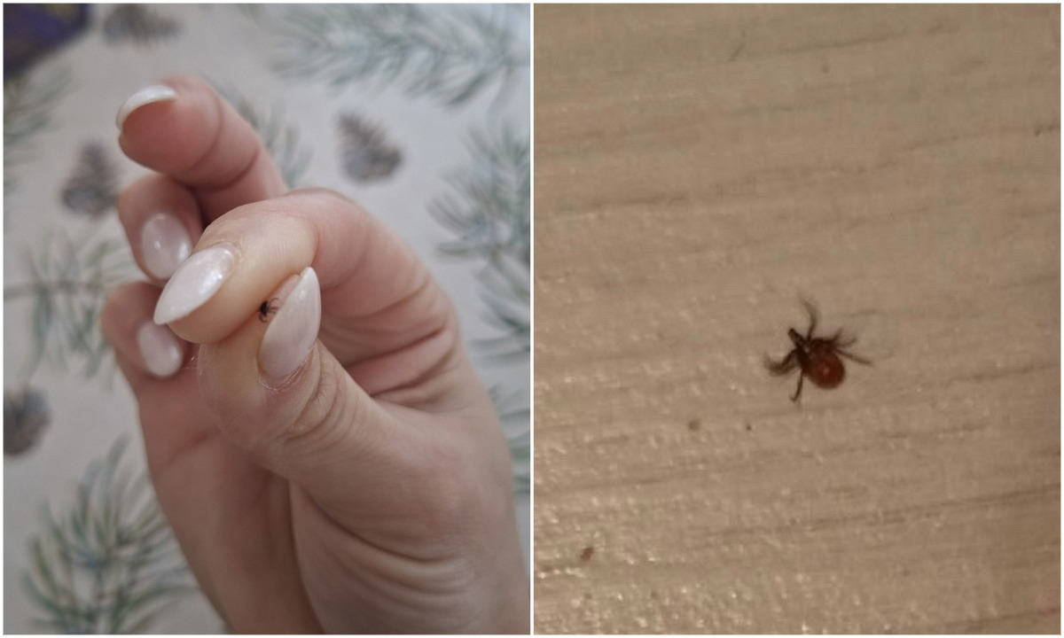 «Берегите детей!». В районах Карелии и Петрозаводске проснувшиеся клещи уже нападают на людей