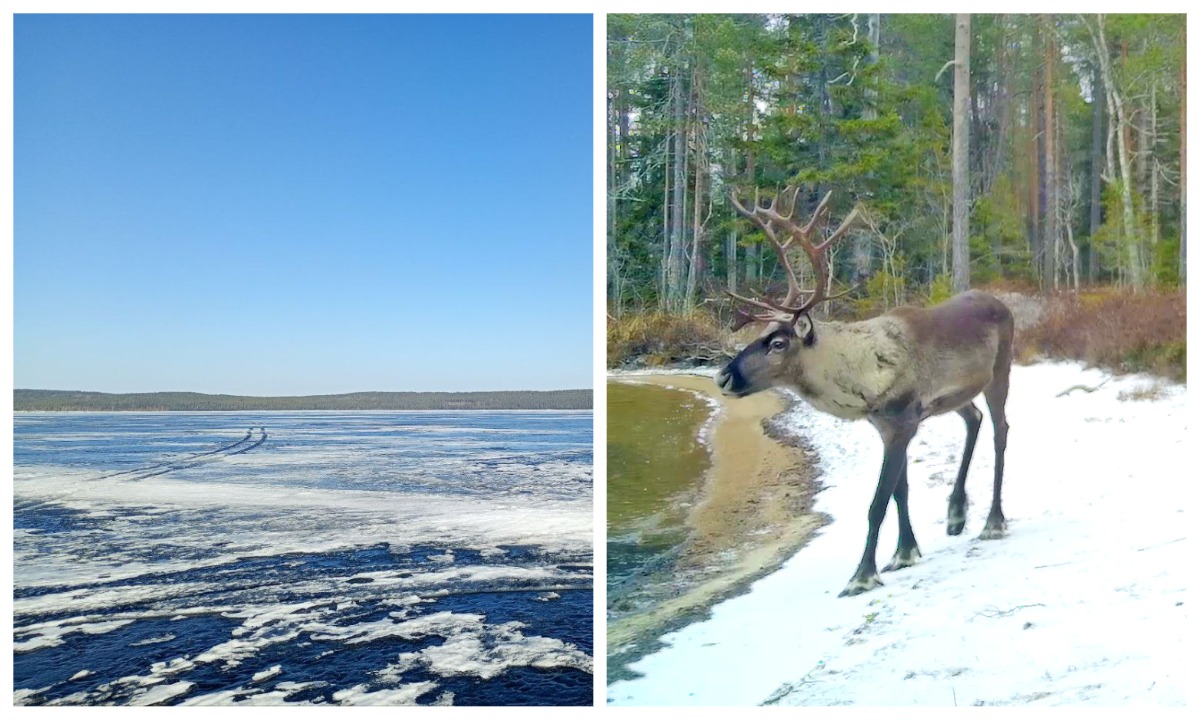 Ученые рассказали, как аномальная весна влияет на карельскую природу
