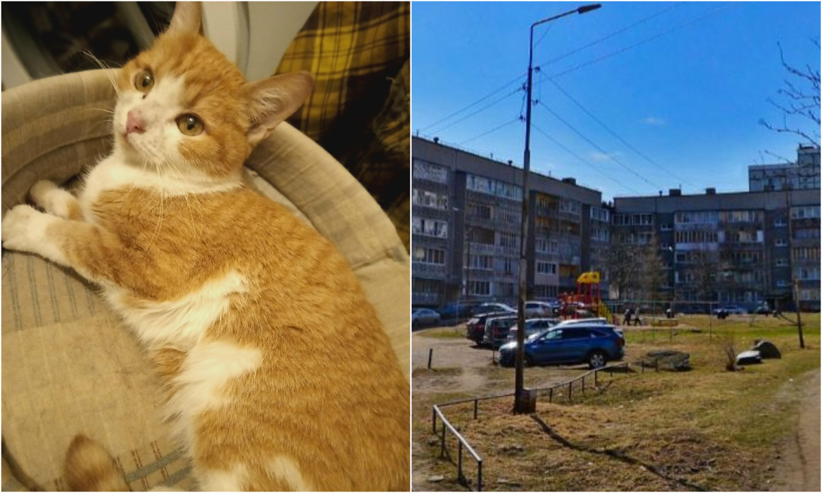 «Ходят толпой» В Петрозаводске кошку спасли от детей-живодеров