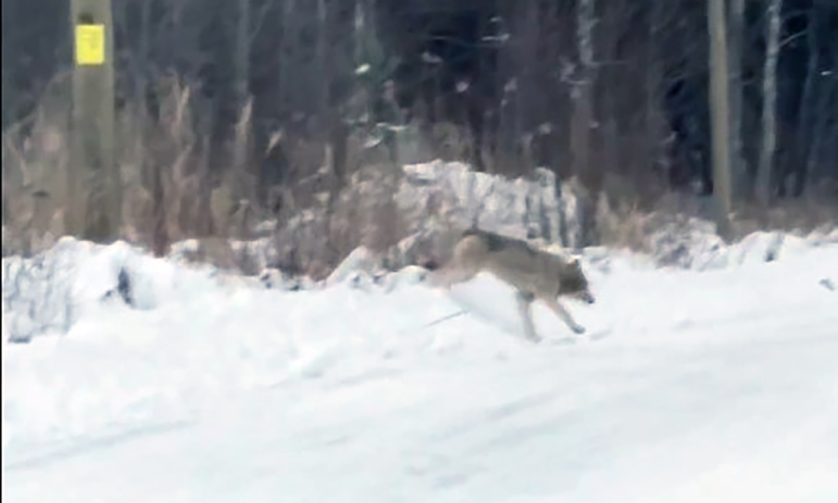 «Без головы». Дикие звери съели собаку под Петрозаводском 18+