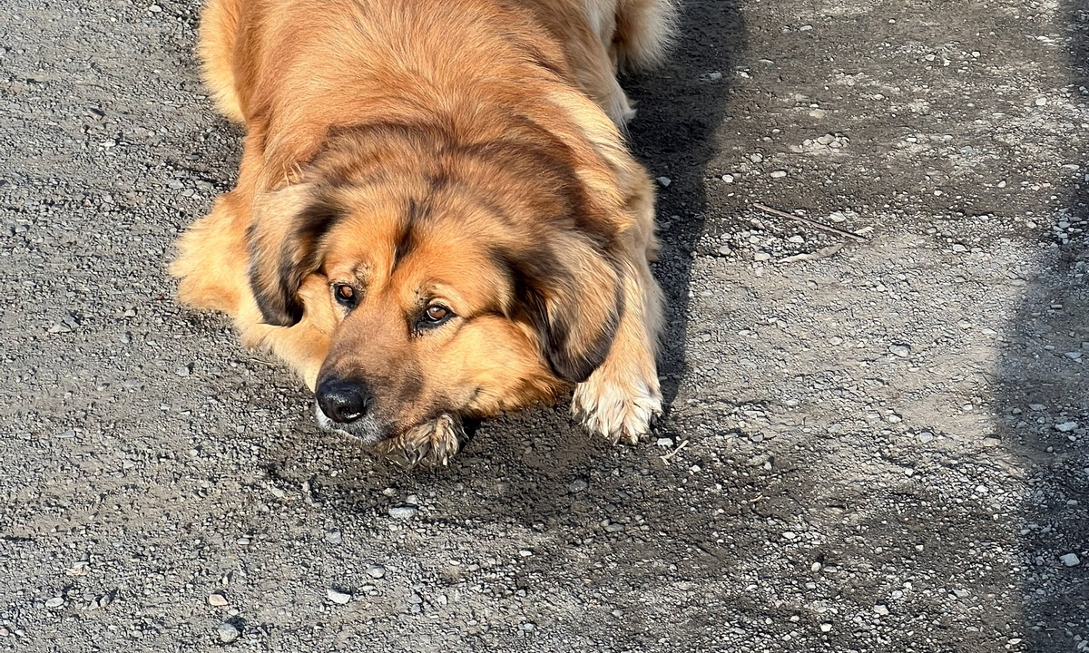 В Карелии на неагрессивных собак нанесут несмываемые метки