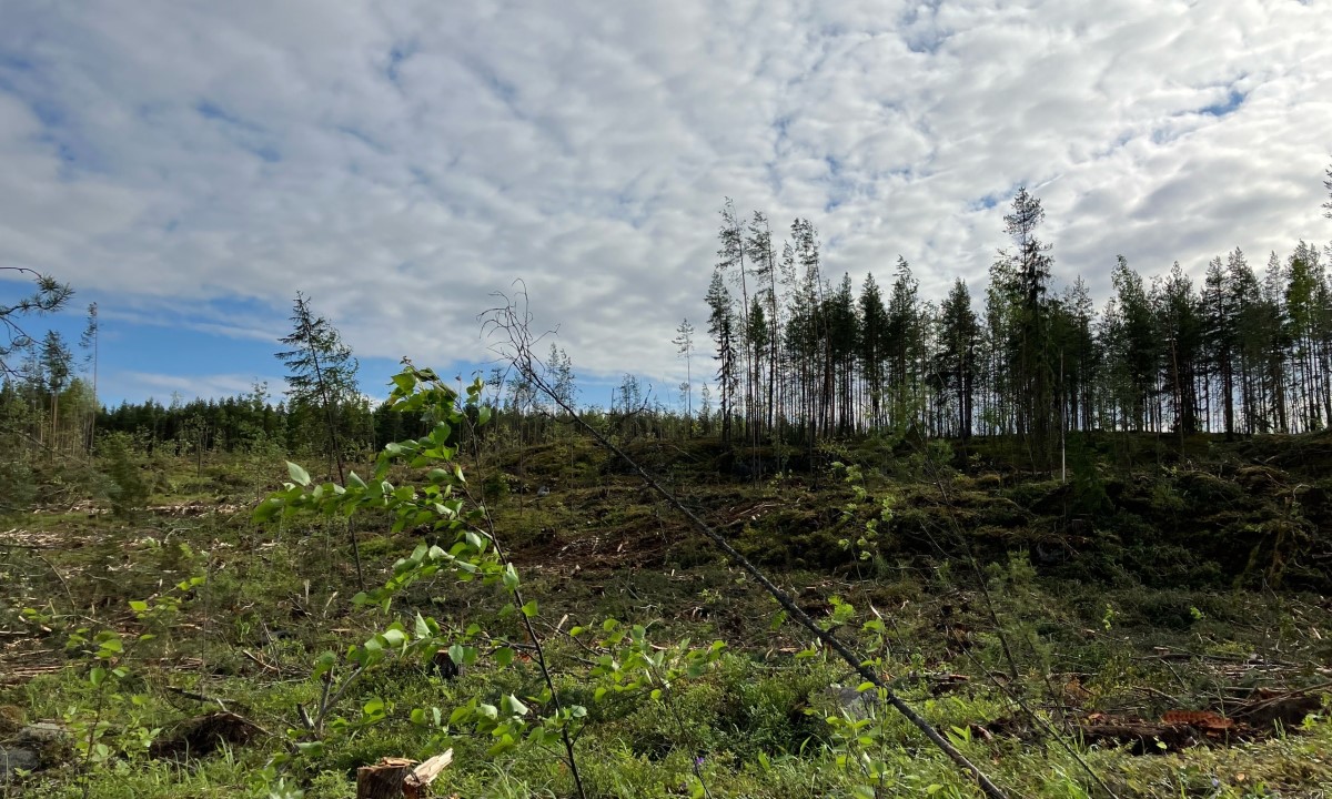 В Петрозаводске многодетным семьям десятки лет не дают строить дома на выданных участках