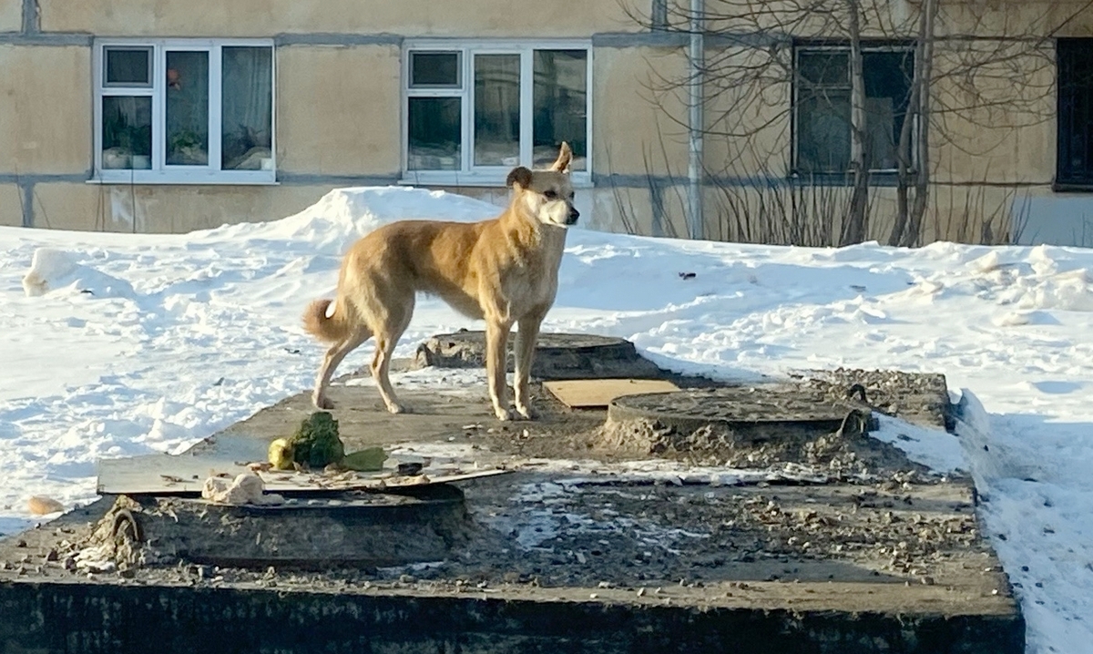 В Карелии инвалид два месяца не может пристроить собаку в приют. Чиновники молчат