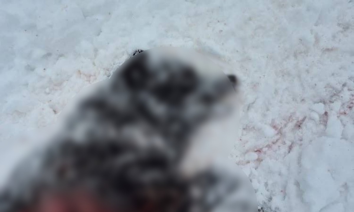 «Ужас застыл в глазах». В Карелии жестоко растерзали собаку (18+)