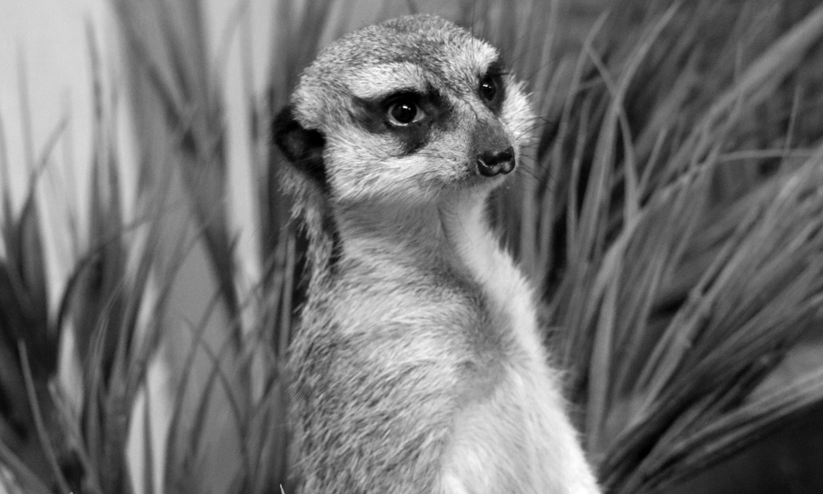 «Боролись до конца». В Карелии умер сурикат Деда