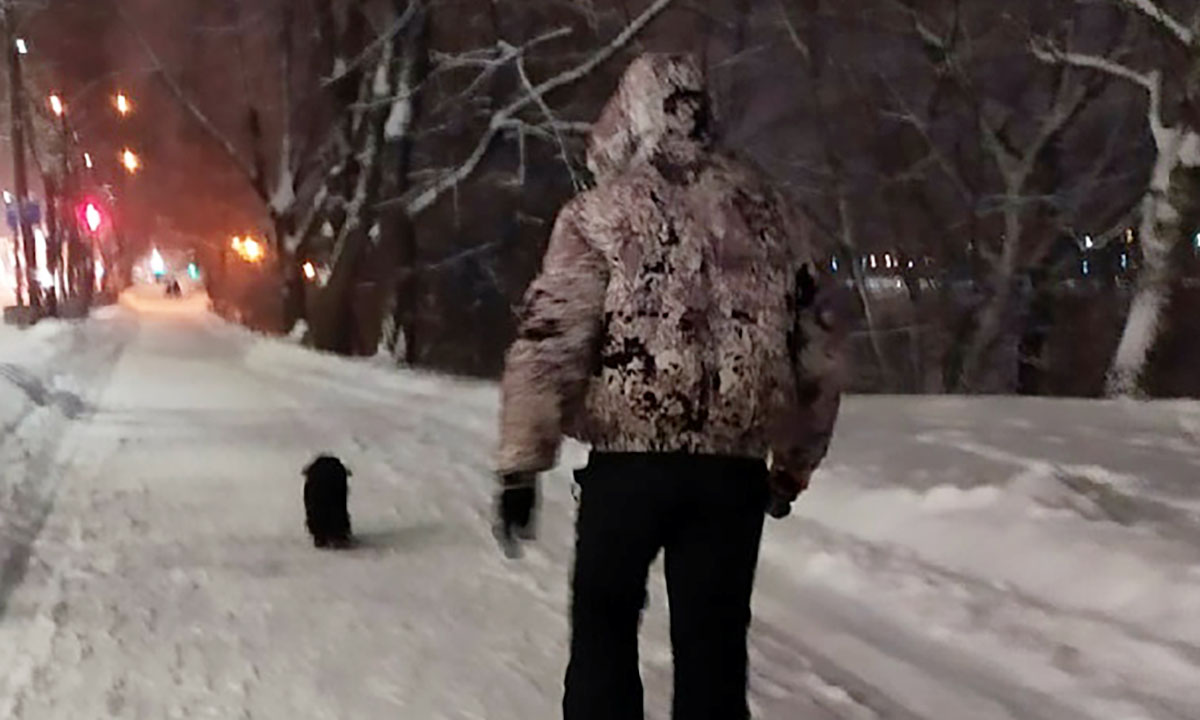 «Начал верещать, как безумный». На пешеходной дороге в Петрозаводске бьет током собак