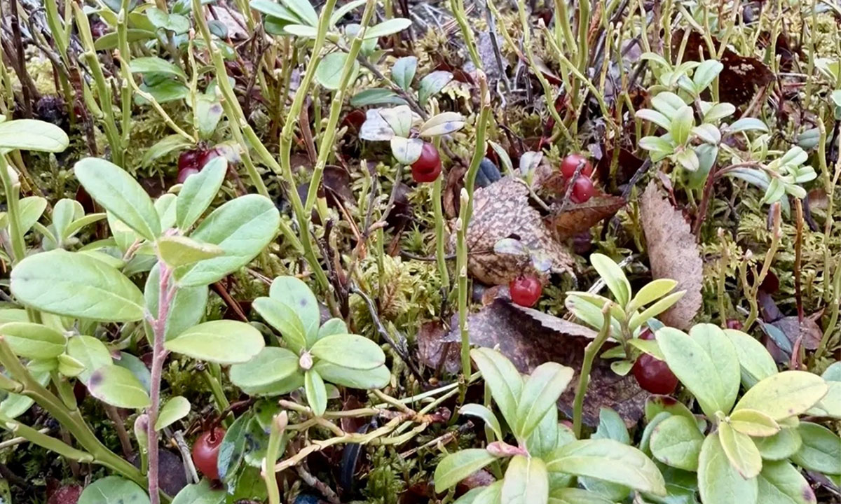 В Карелии собирают прошлогоднюю клюкву