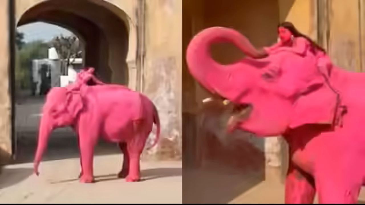 Умерла слониха, которую россиянка покрасила в кислотно-розовый цвет для фотосессии