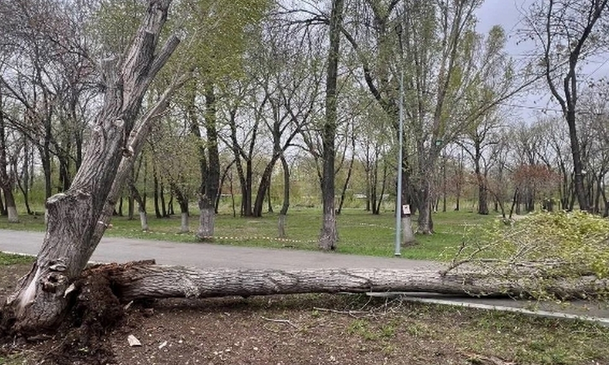 Дерево рухнуло на девочек: одна из них погибла