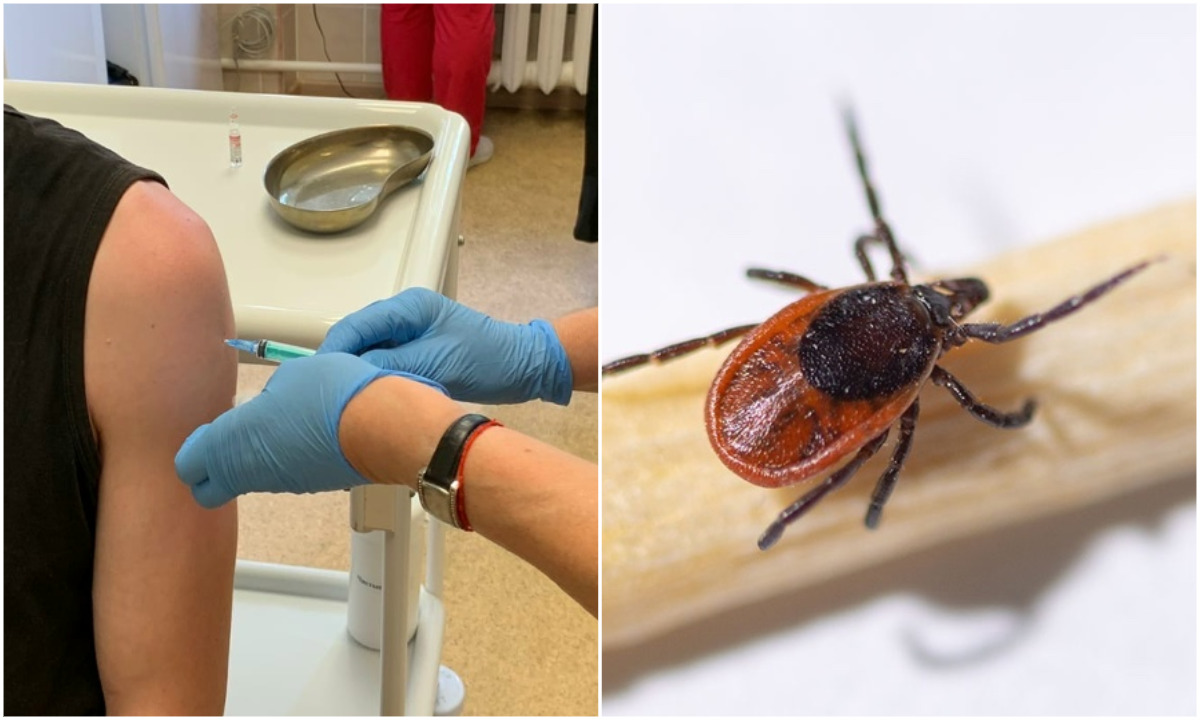 Жителям Карелии рассказали, что последовательно нужно делать, если к ребенку присосался клещ