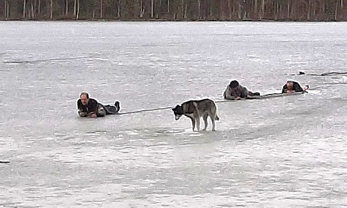 Пожарные ползли, чтобы спасти жителя Карелии, который провалился под лед в ста метрах от берега