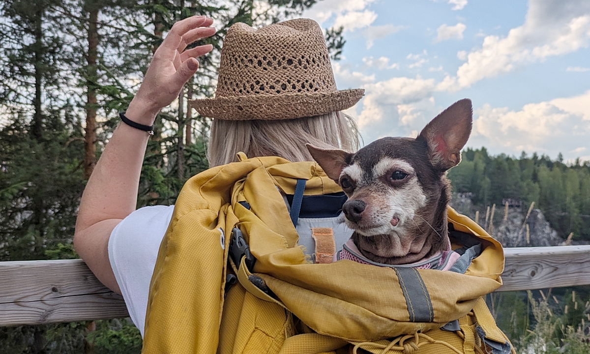 Названы породы собак, которым вредны пробежки с хозяином