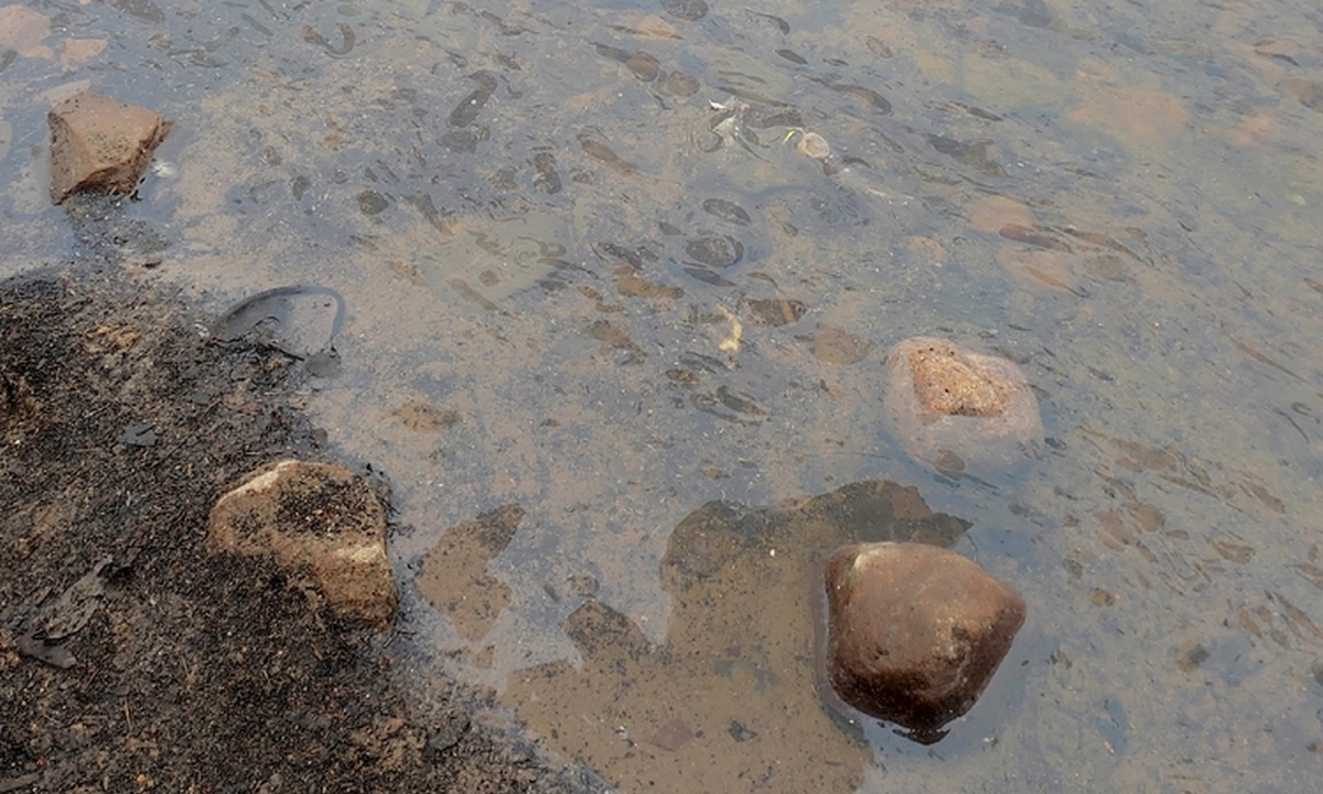 В Петрозаводске в Онежское озеро снова течет неизвестная жидкость: ранее за это штрафовали на 2 миллиона