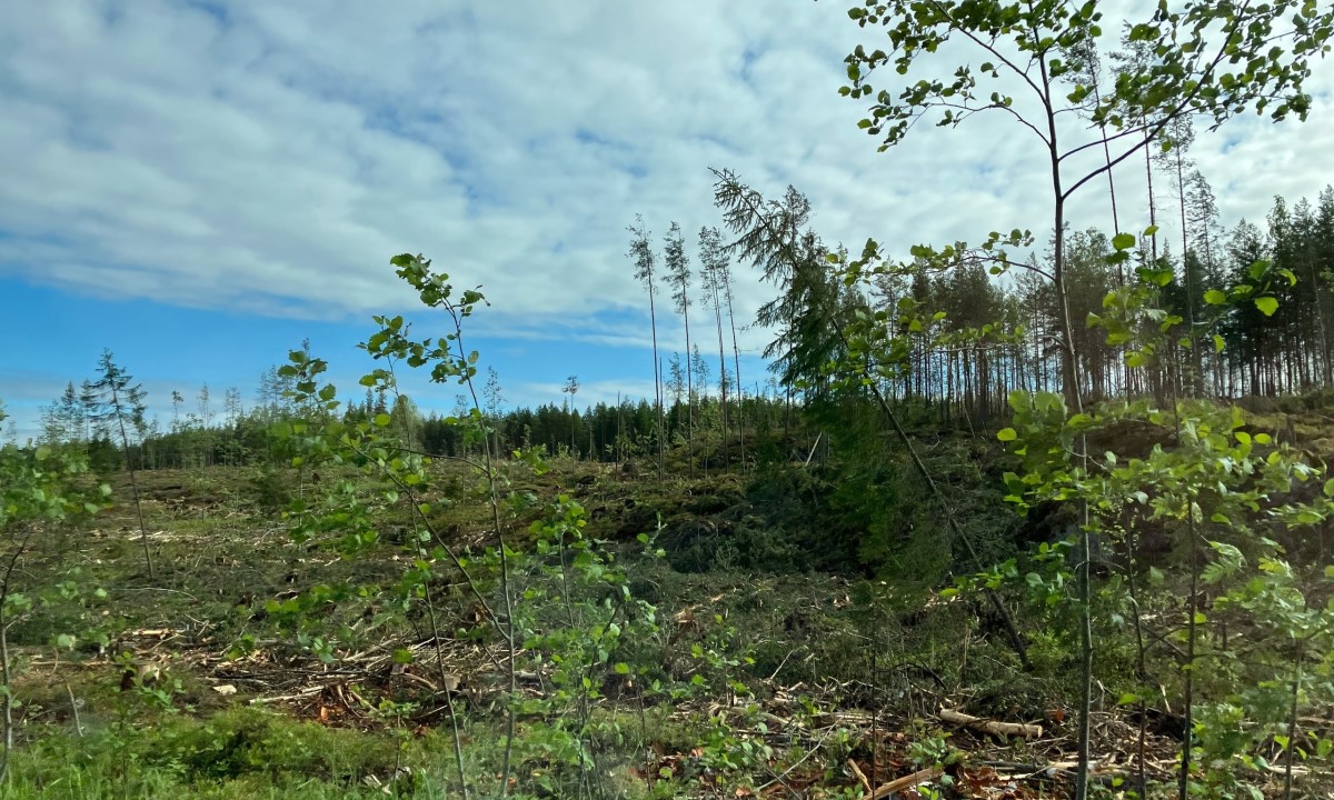 В Карелии у бизнесмена отобрали 35 земельных участков