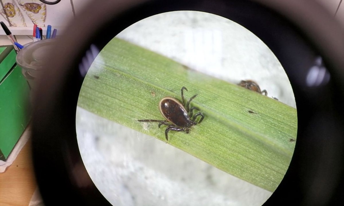 Названо, сколько человек покусали клещи в Карелии