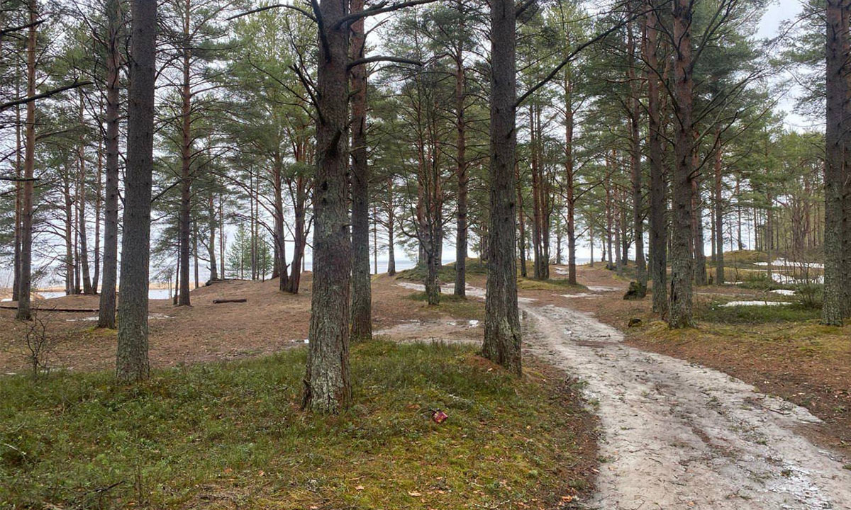 Шелтозерский бор в Карелии не тронут