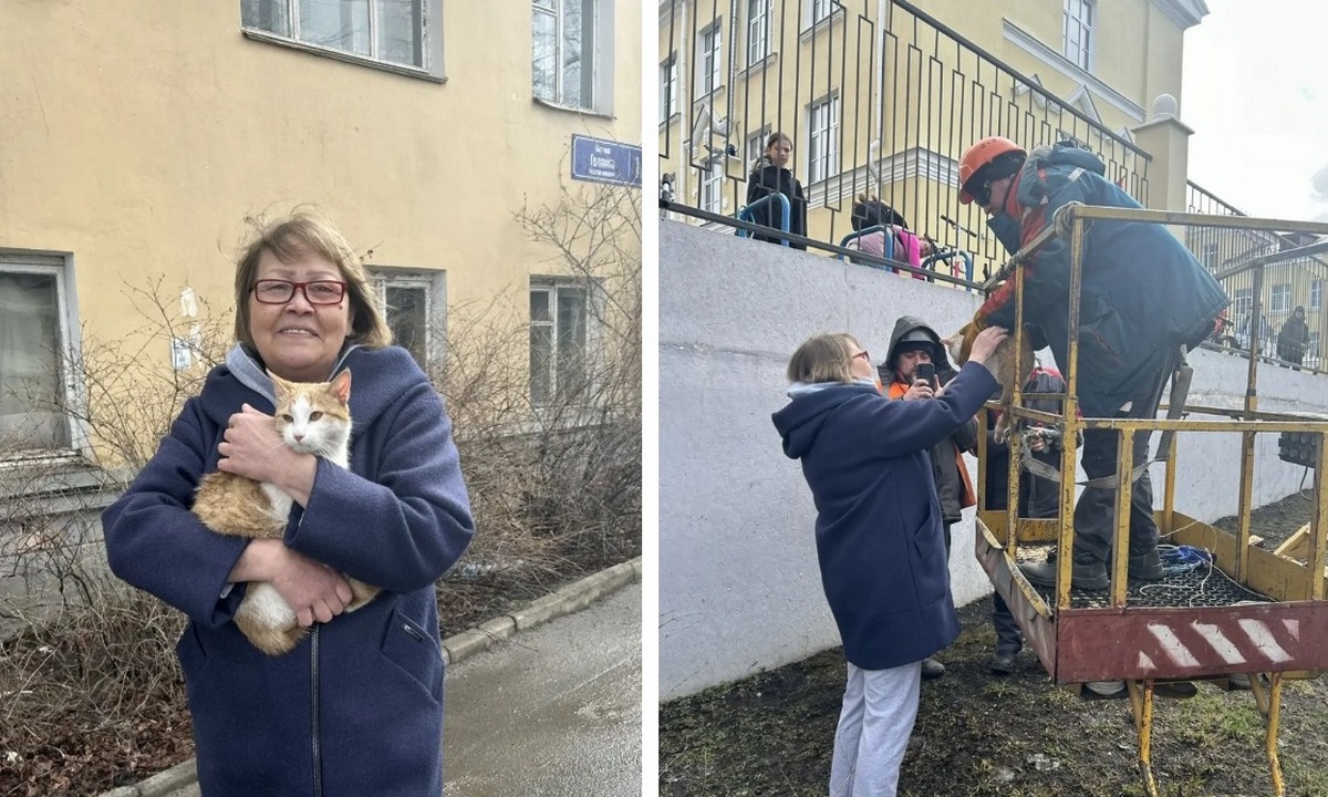 В Петрозаводске спасли кота, почти сутки просидевшего на дереве