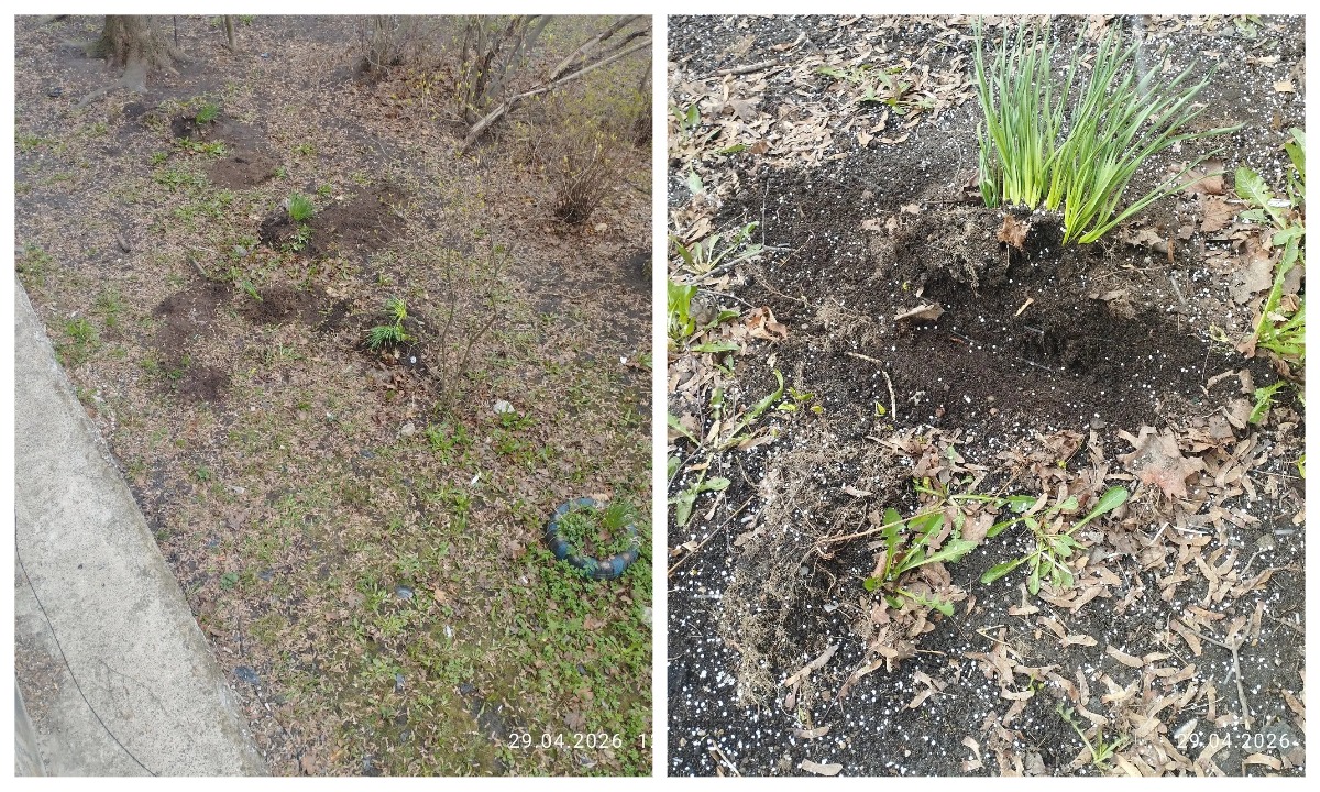 «Я со слезами и давлением». В Петрозаводске варварски уничтожили клумбы из покрышек во дворе