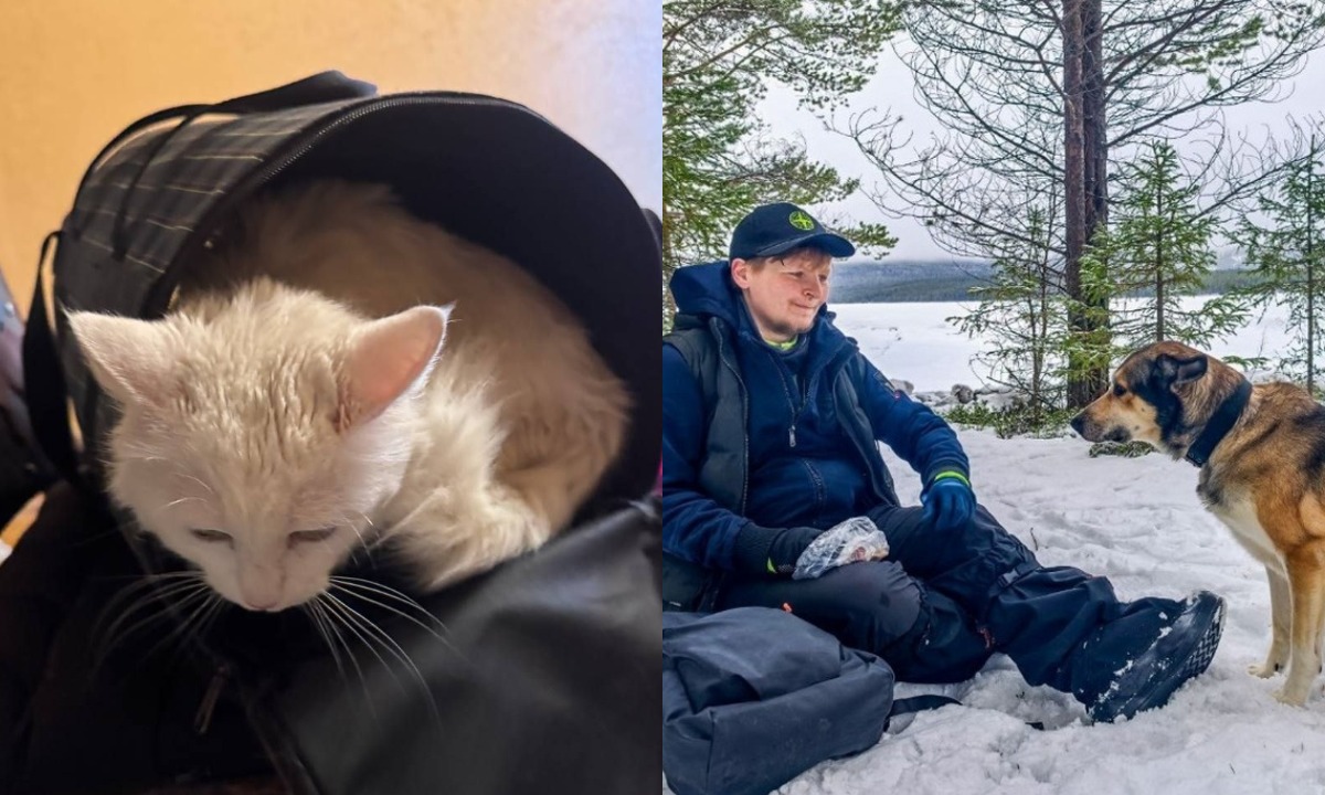 Пил подтекающую воду и рвал пакеты с кормом: найден кот погибшего в Карелии лыжника Артура!
