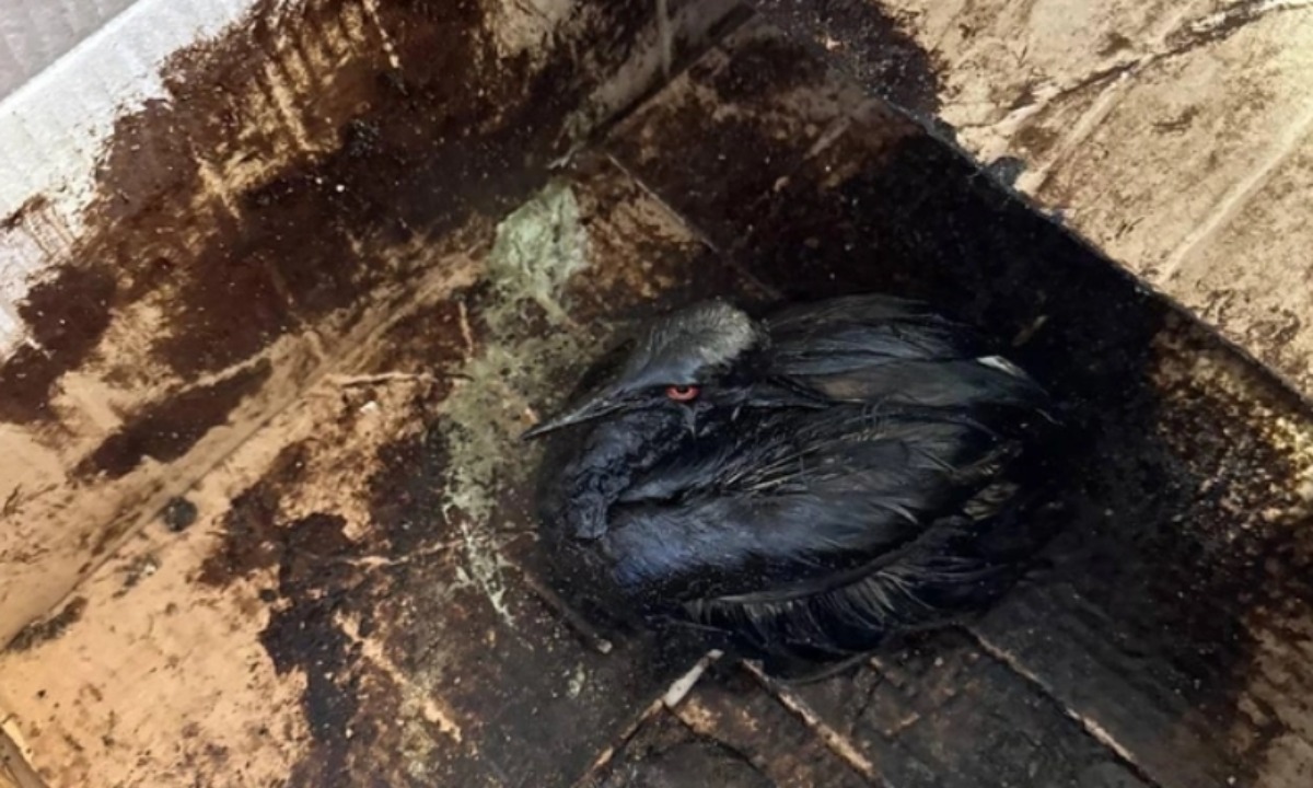 На популярном курорте России обнаружены 200 погибших птиц