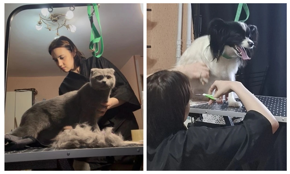 Жительница Карелии получила 100 тысяч от государства и начала стричь животных