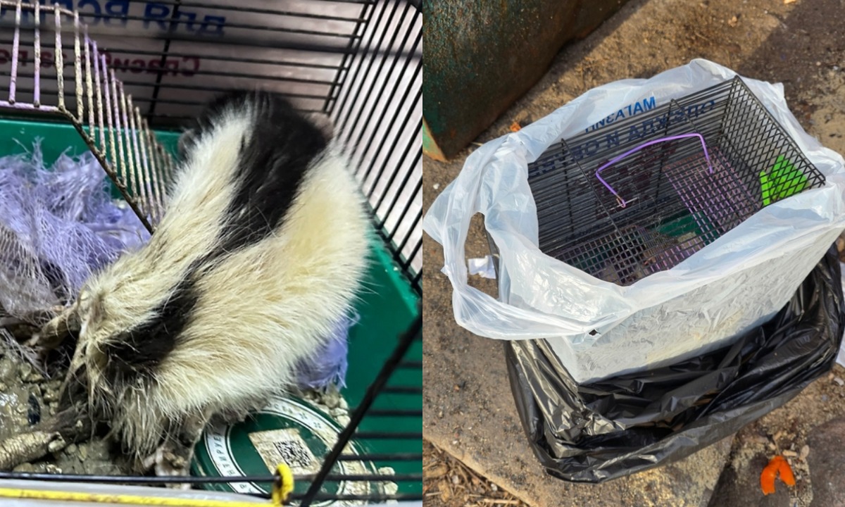 «На кашу набросилась, голодная»: старенькую крысу дважды выкинули в Карелии