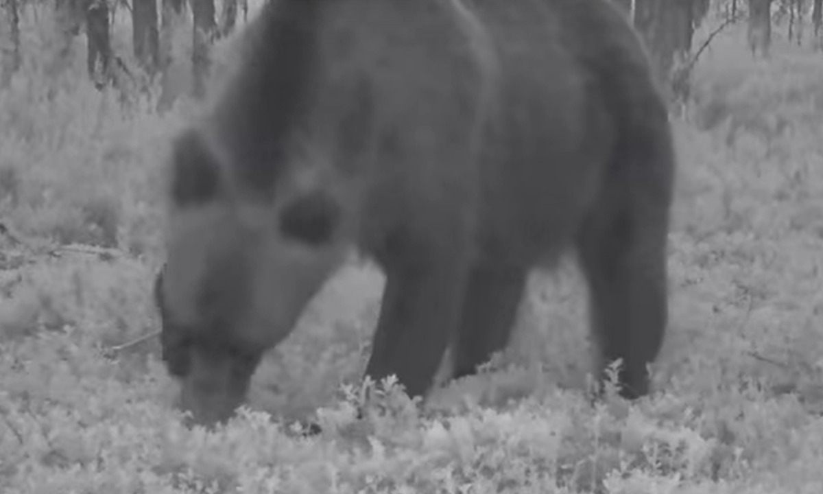 Под Петрозаводском заметили медведя