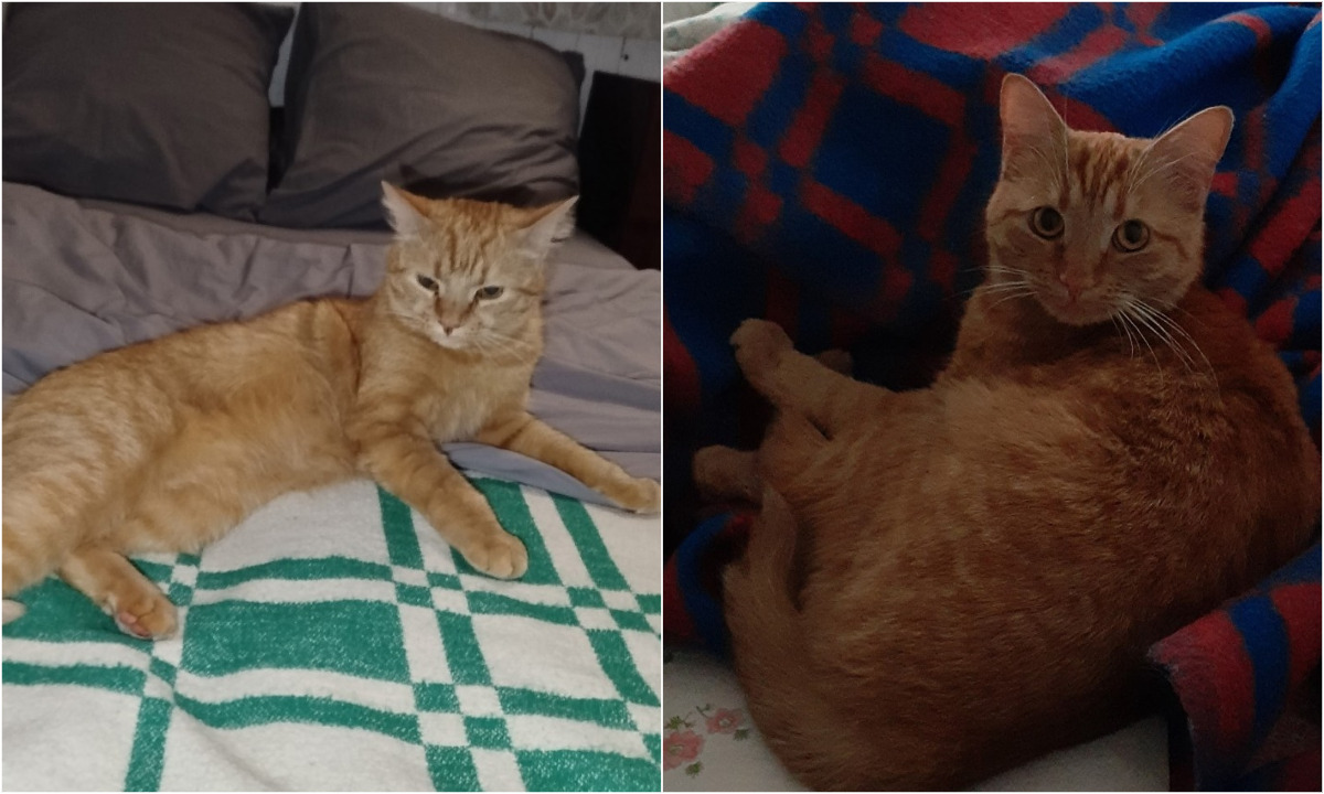 В Карелии объявили награду 200 тысяч рублей за пропавшую кошку Фанту