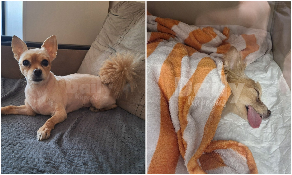 Лоре лучше! Узнали, в каком состоянии собака, которую чуть не загрыз агрессивный пес в Петрозаводске