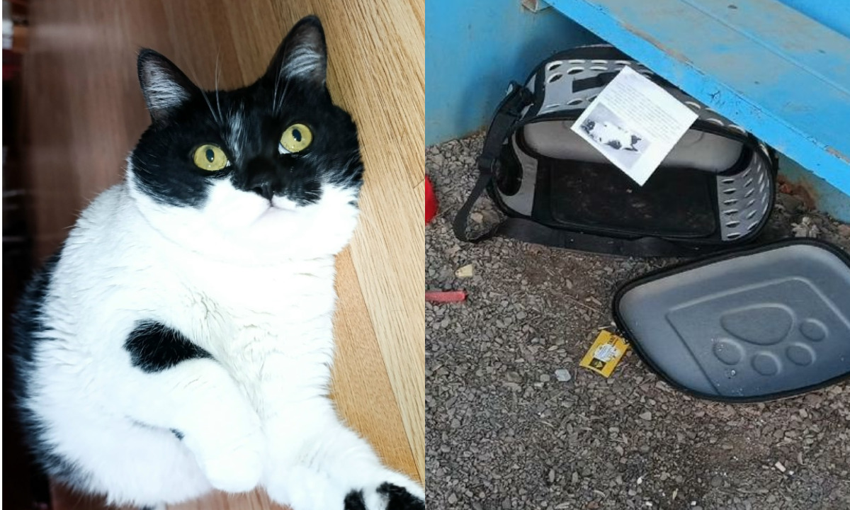 «Не нашла другого выхода». В Петрозаводске домашнюю кошку Алису вывезли в лес: она чудом выжила