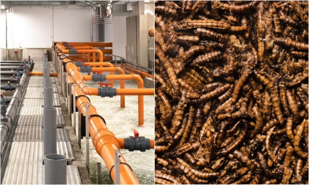 В Карелии создадут завод по производству добавок из личинок