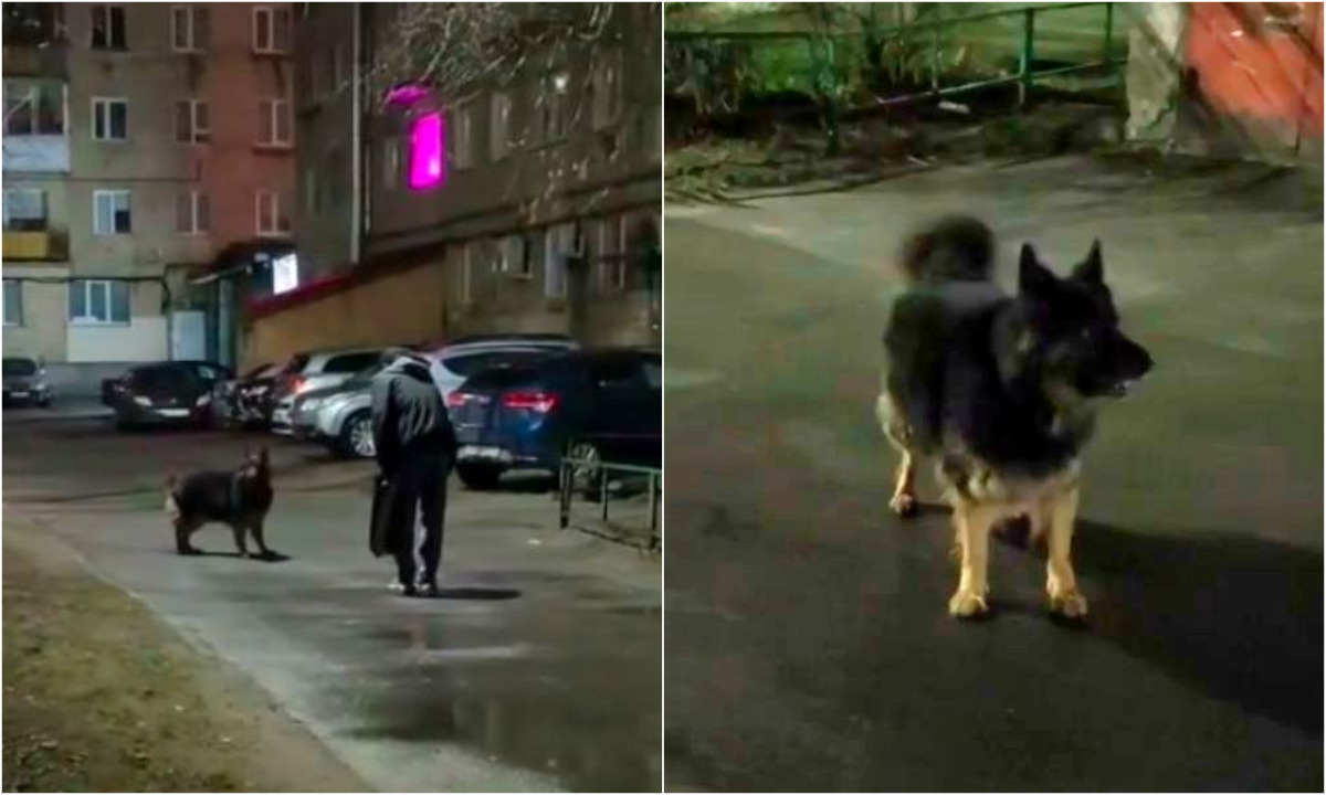 «Убирайте собаку!» В Петрозаводске агрессивный пес без намордника пугает людей