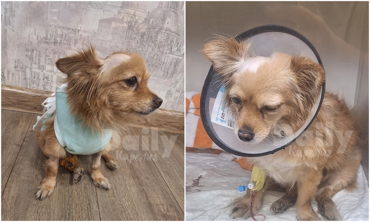 «Не дает себя взять в руки»: узнали, как чувствует себя собака Лора, которую чуть загрыз агрессивный пес в Петрозаводске