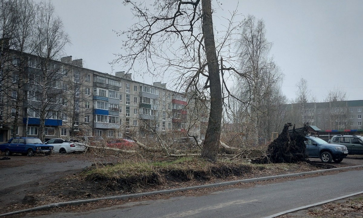 Огромное дерево рухнуло на машину в Карелии