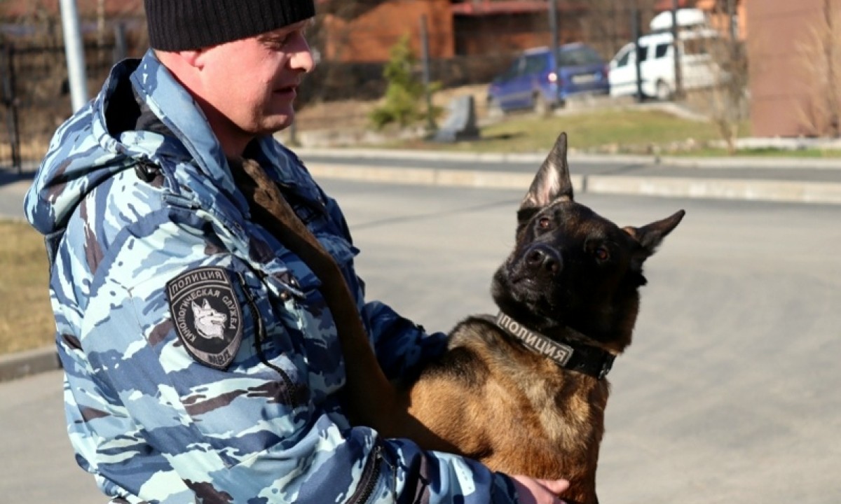 Собака нашла грабителя в Петрозаводске