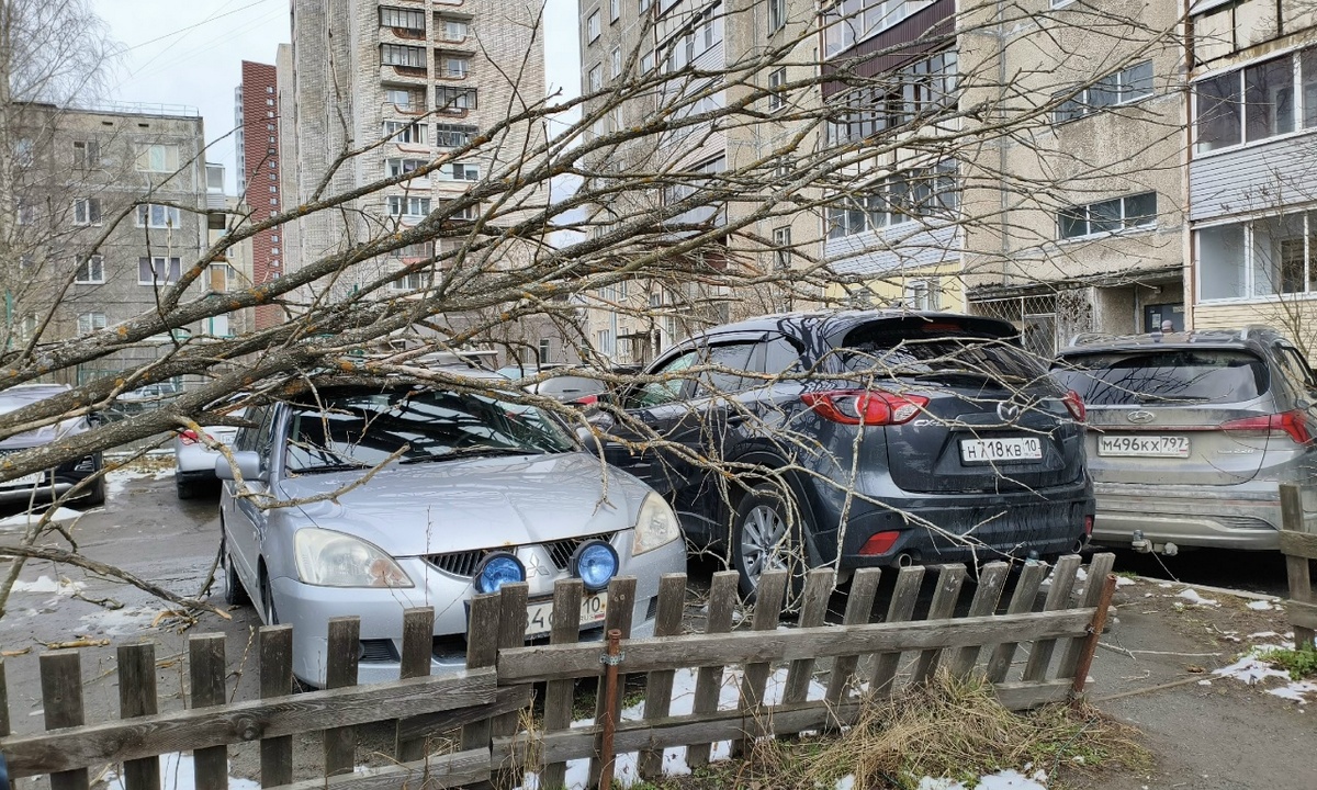 Дерево рухнуло на машины в Петрозаводске