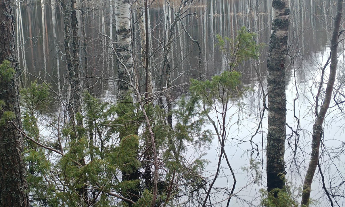 В Карелии утонул песик, который сбежал из дома