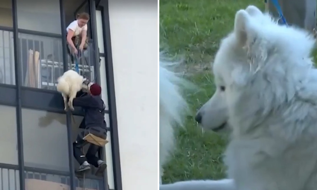 Хозяйка бросила на балконе собаку на четыре дня без еды и воды: ее спасли соседи