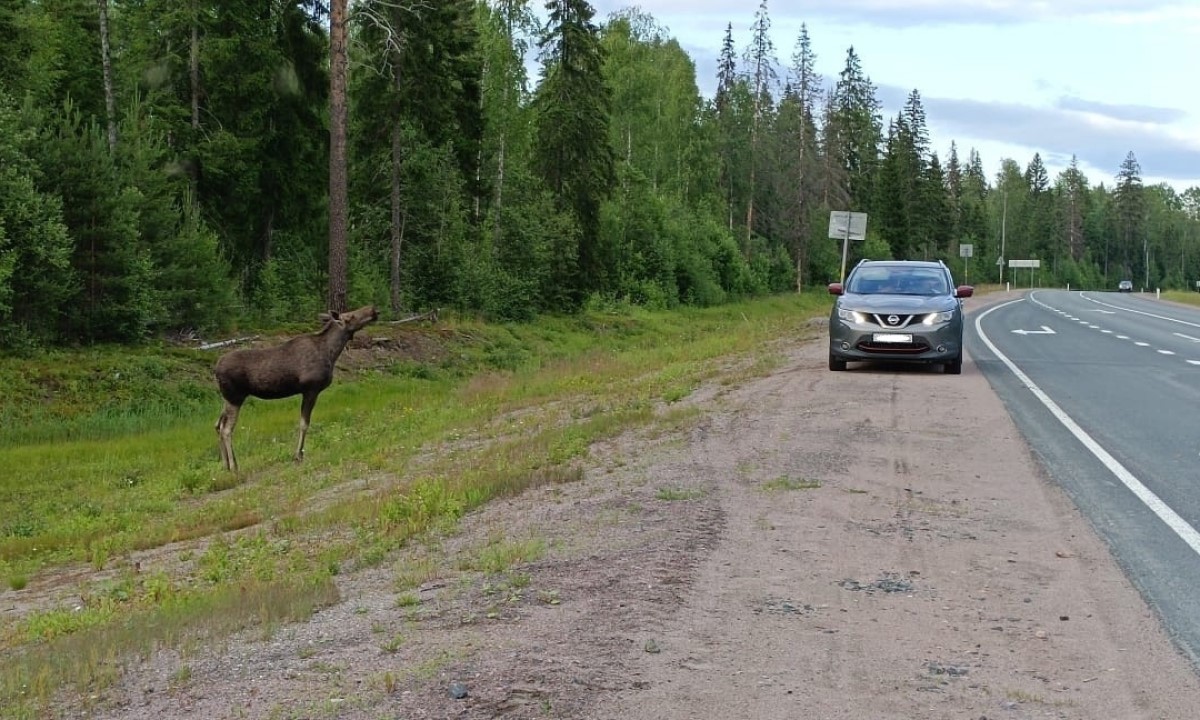 В Петрозаводске через дорогу бегают дикие животные