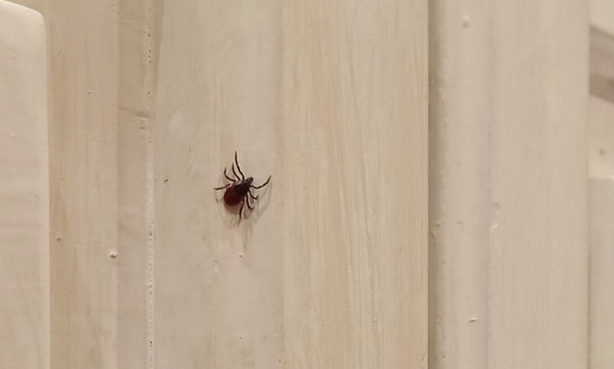 В Карелии клещ забрался на кровать в частном доме