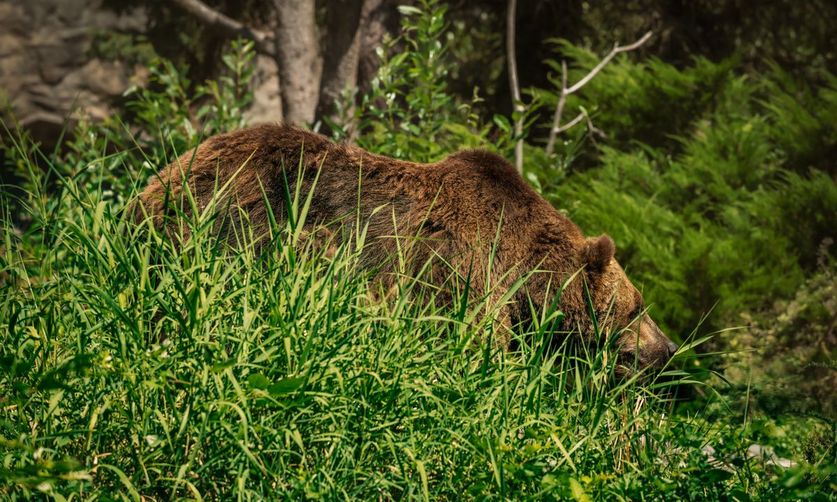 Медведь убил мужчину: он дошел до дома, истекая кровью, но не выжил