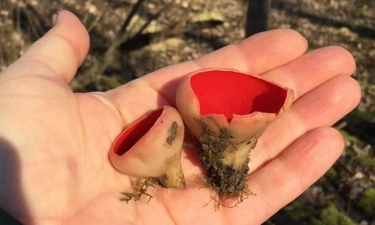 В Карелии в апреле нашли первые съедобные грибы