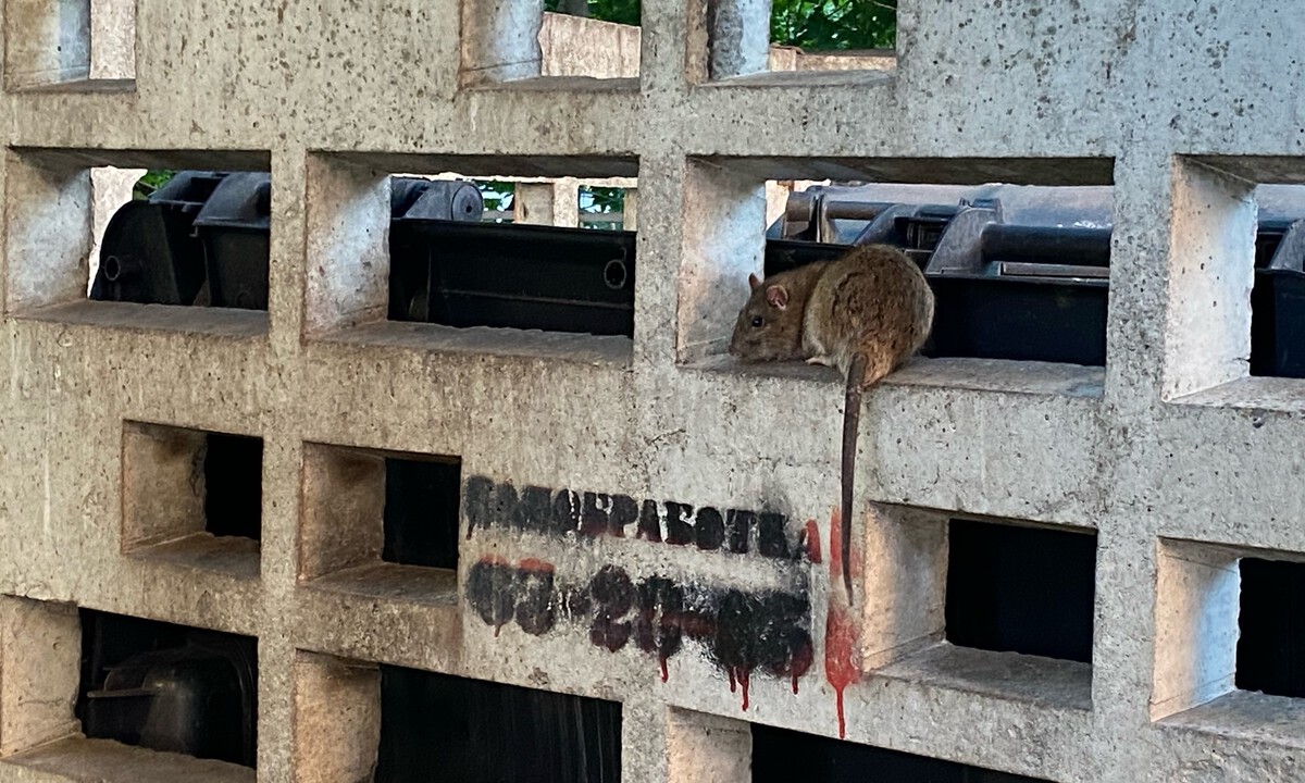 «Пока город дождешься, крысы вынесут тебя из дома!» В Петрозаводске начинают масштабную борьбу с грызунами