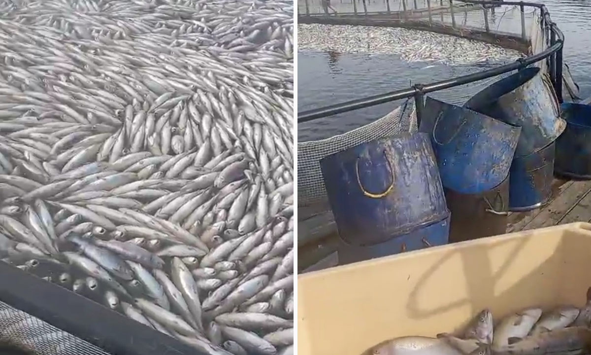 Карельскому форелеводу выплатили 40 миллионов за сварившуюся в озере рыбу