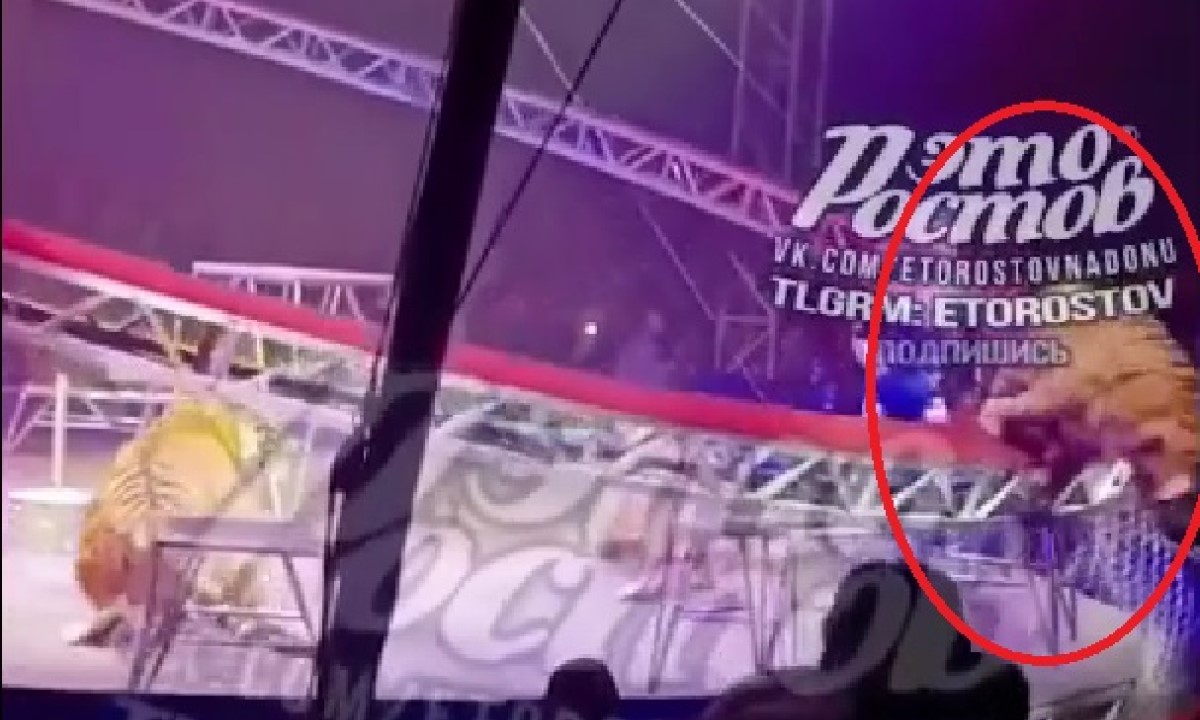 В цирке тигр выпрыгнул из манежа к зрителям