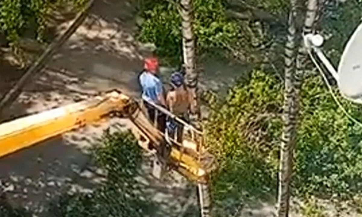 Жители Петрозаводска возмущены, что около дома спиливают деревья