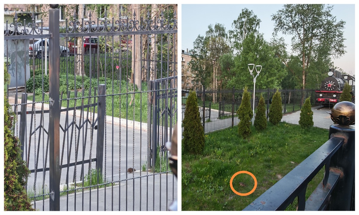 Туристов в Петрозаводске встречают стаи крыс