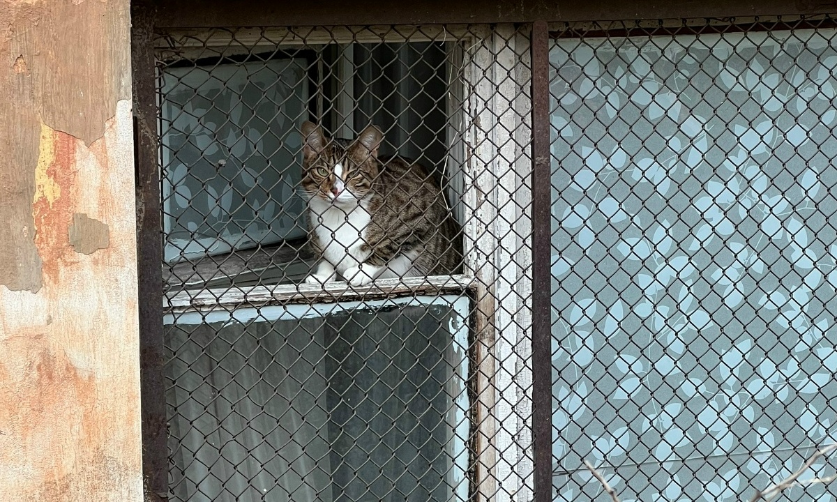 Женщина взяла в заложники кота и требовала за него выкуп
