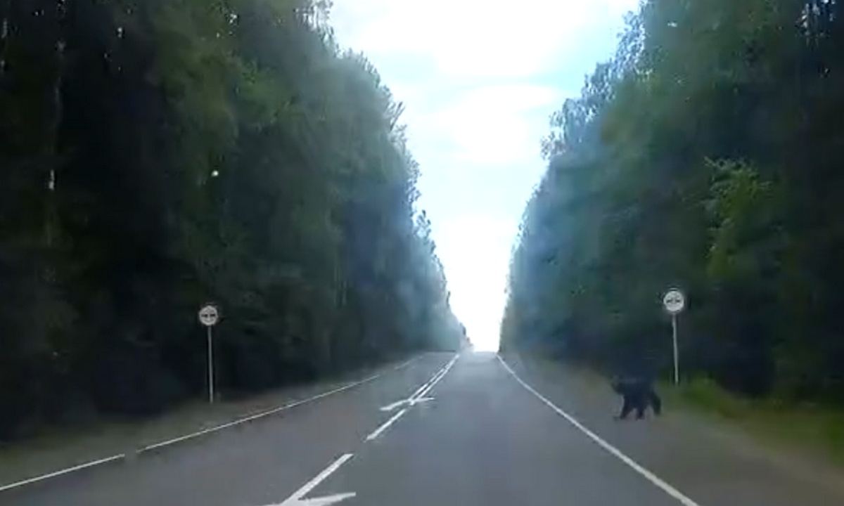 Медведь выбегает на дорогу около Петрозаводска, где ездит много велосипедистов