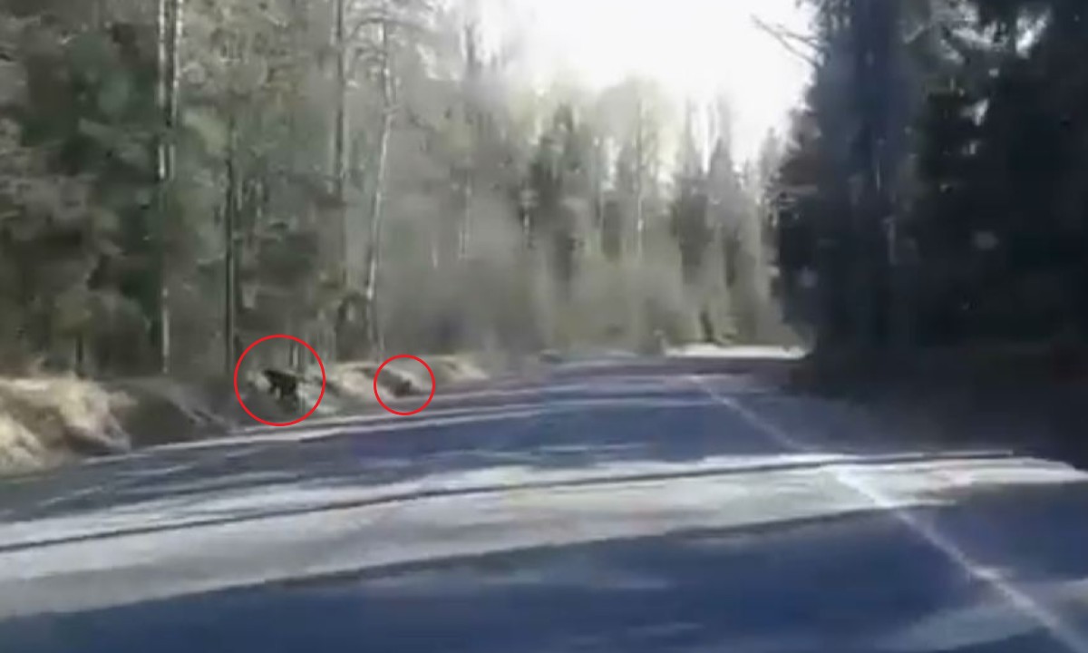 В Карелии засняли медведицу с тремя медвежатами
